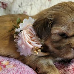 Shih Tzus from ShihTzuCt