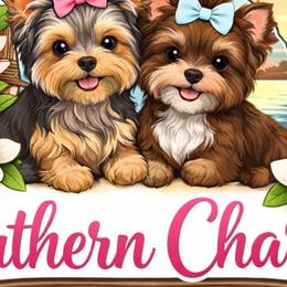 Morkies and Yorkshire Terriers from Southern Charn Precious Paws