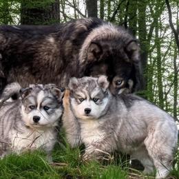 Siberian Huskies from Whiskey River Siberians