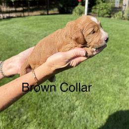 Brown Collar - Red  male Goldendoodle puppy in Landis, North Carolina from Shelbys Doodle Farm