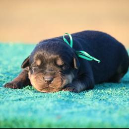 Yellow Male - Black and mahogany male Rottweiler puppy in Tallahassee, Florida from Von Der Quinn Rottweilers