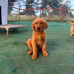 Blue Color Puppy - Dark golden male Golden Retriever puppy in Loma Rica, California from BloomingPuppies
