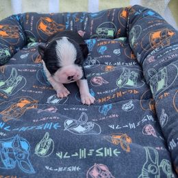 Girl 1) Nike - Black and white female Boston Terrier puppy in Mesa, Arizona from Lehi Valley Boston Terriers
