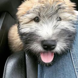 Soft Coated Wheaten Terrier Puppies from Warzalas wheatens