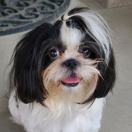 Panda - Shih Tzu