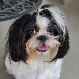 Panda - Shih Tzu