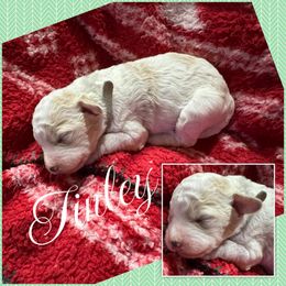 Tinley Girl 4 - Parti female Goldendoodle puppy in Ankeny, Iowa from Iowadoodles2love