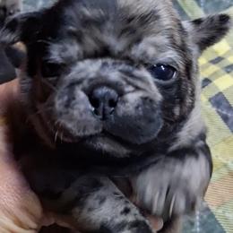 Blue Merle Boy 1 with double blue eyes - Black male Pug puppy in Gadsden, Alabama from Carla's Pugs
