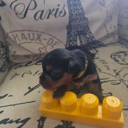 Yellow Girl - Black and tan female Yorkshire Terrier puppy in St. Louis, Missouri from Yorkieville - Shih Tzu Nation