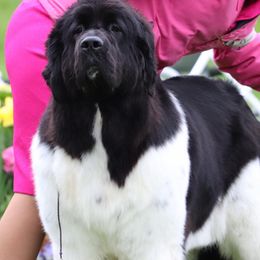 Newfoundlands from Blackstrap Kennels
