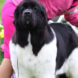 Newfoundlands from Blackstrap Kennels