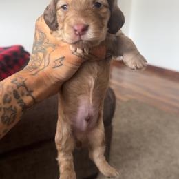 Boy 4 - Cream male Dachshund puppy in Rio, Wisconsin from Three K Miniature Dachshunds