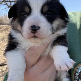 Cupid - Black and tan male Pembroke Welsh Corgi puppy in Derby, Iowa from Newton Hay & Cattle