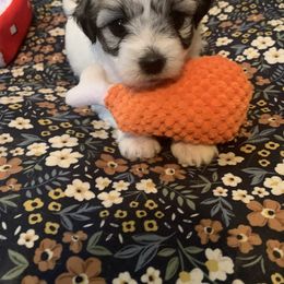 Coton de Tulear Puppies from Catawba Cotons