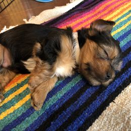 Yorkshire Terrier Puppies from Sharon Gellerman's Yorkshire Terriers