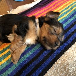 Yorkshire Terrier Puppies from Sharon Gellerman's Yorkshire Terriers