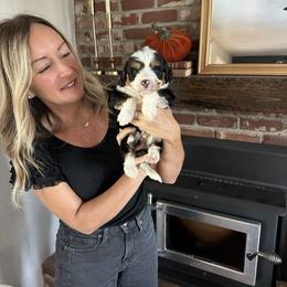 Boots - Tri-color male Bernedoodle puppy in Yuba City, California from Ranch House Doodles