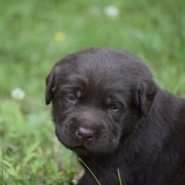 Labrador Retriever Puppies from Brookstone labs