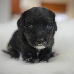 Cavapoo and Goldendoodle Puppies from PJs Puppy Love