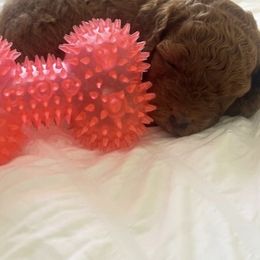 Poodle Puppies from Red toy poodles