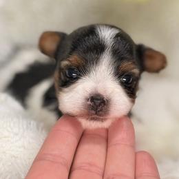 Valentina - Black tan and white female Biewer Terrier puppy in Iva, South Carolina from Petit Bijou