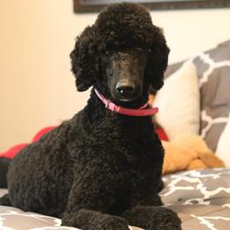 Dior - Poodle