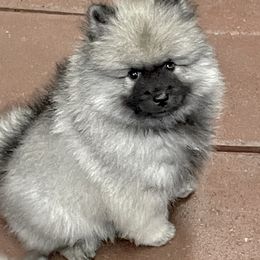 Keeshond Puppies from StarStruck Keeshonden