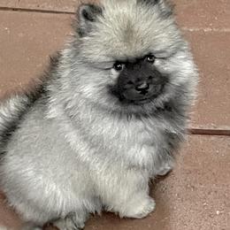 Keeshond Puppies from StarStruck Keeshonden