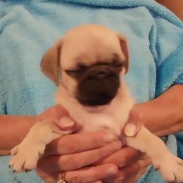 Boy 2 - Fawn male Pug puppy in Gadsden, Alabama from Gadsden Pugs