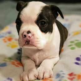 Boy 1 - Seal and white male Boston Terrier puppy in South Of Boston, Massachusetts from Boston Collections