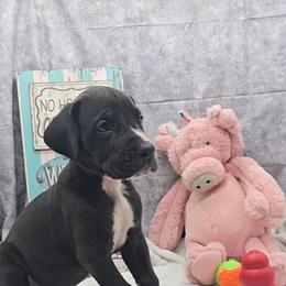 Zero - Black and white male Great Dane puppy in Caldwell, Idaho from Miner's Dynamic Danes