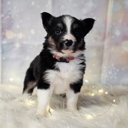 Sister Monica Jo - Tri-color female Border Collie puppy in Avilla, Indiana from Borderline Kennels