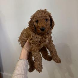 AKC Bernard - Apricot male Poodle puppy in Greenville, South Carolina from Pepper Potts Puppies