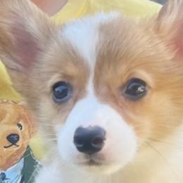 Pembroke Welsh Corgis from Playful corgis
