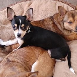 Chihuahuas from Puppy Miles