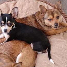 Chihuahuas from Puppy Miles