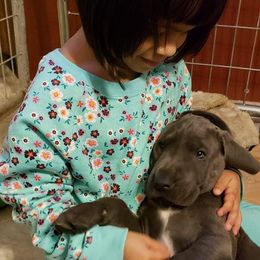 Great Dane Puppies from Timeless Danes