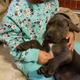 Great Dane Puppies from Timeless Danes