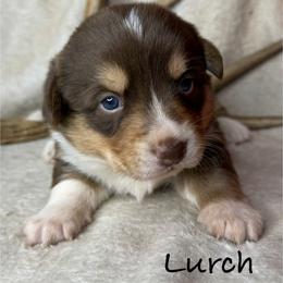 Lurch - Liver and white male American Corgi puppy in Grants Pass, Oregon from KnR Antler Dogs ~ Labrador Retrievers & Corgis