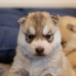 Siberian Husky Puppies from North River Siberians
