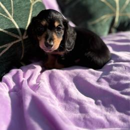 Hot dog - Black and cream male Dachshund puppy in Temecula, California from Naomi Magee's Dachshund Kennel