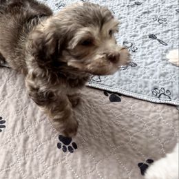 Sable Chocolate - Chocolate sable male Havanese puppy in East Lansing, Michigan from VanCort's Happy Havanese