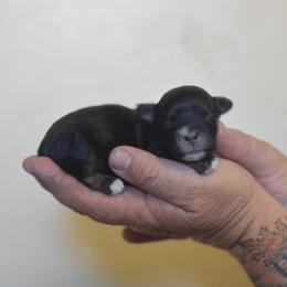 Buttermilk - Black and white male Shichon puppy in Delta, Colorado from PTK Ranch
