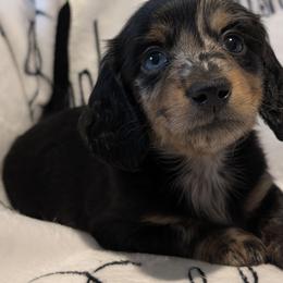 Male 1 - Dapple male Dachshund puppy in Columbus, Ohio from Bumpkins Dachshunds