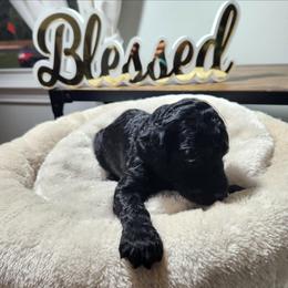 Blue - Black male Poodle puppy in Spartanburg, South Carolina from Taya's Pups