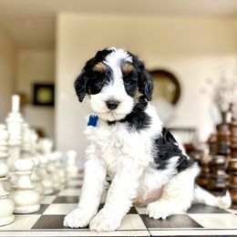 Australian Labradoodle Puppies from Starlight Ridge Australian Labradoodles