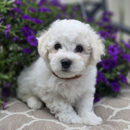Boy 2 - White male Bichon Frise puppy in Freehold, New Jersey from Michael & Nataliya's Pups