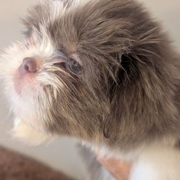 Jamie - Liver and white male Shih Tzu puppy in Canton, Ohio from Winning Colors Shih Tzu