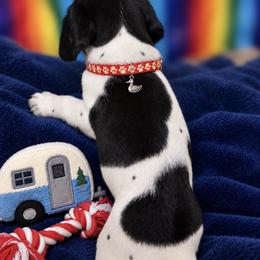 Red collar male available - Black and white male German Shorthaired Pointer puppy in Hardeman County, Tennessee from Howell Farm GSP