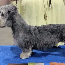 Dandie Dinmont Terriers from Lowery's Dandie Dinmont Terriers